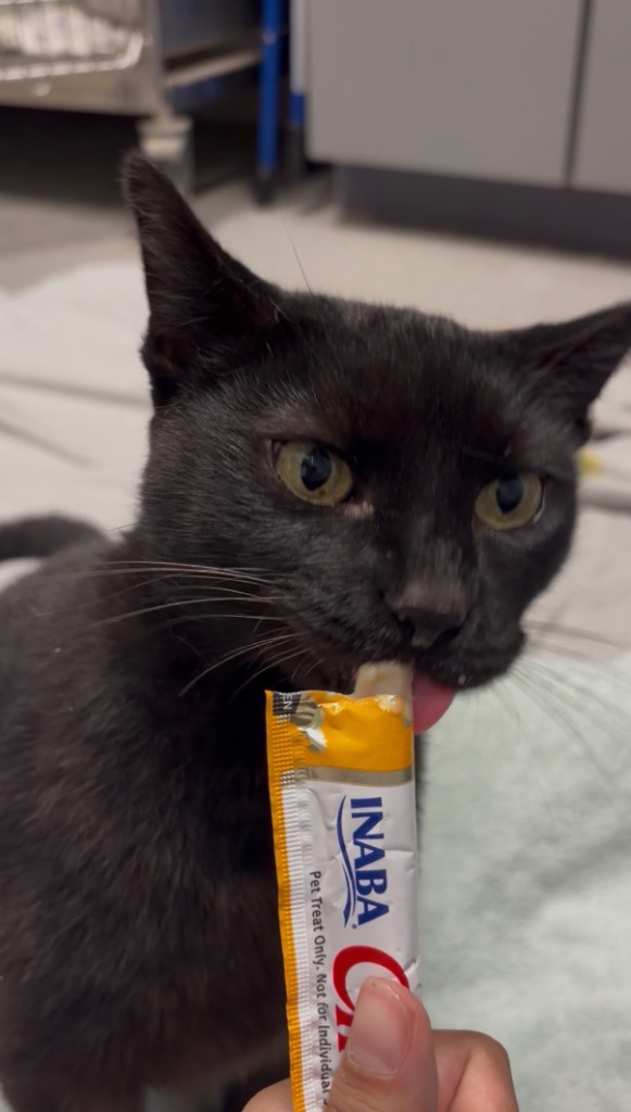 Pringle