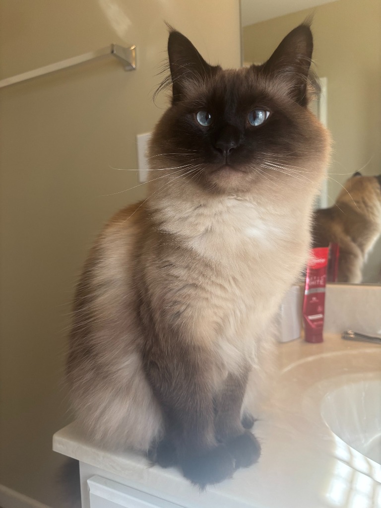 Gizmo