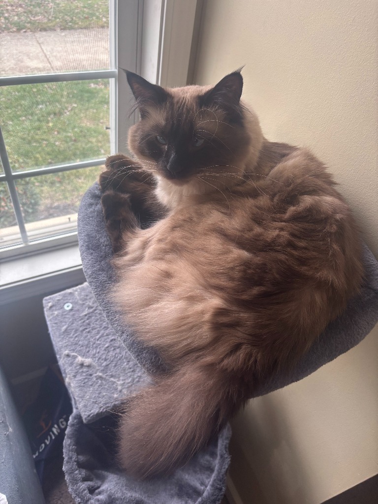 Gizmo