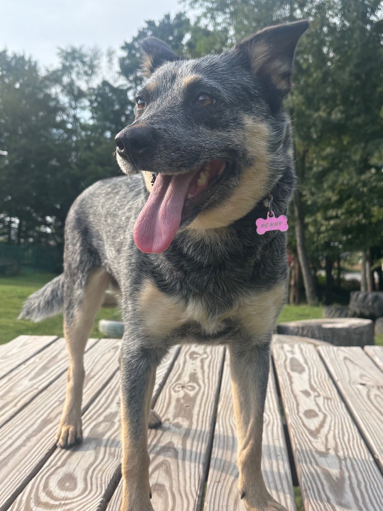 Penny