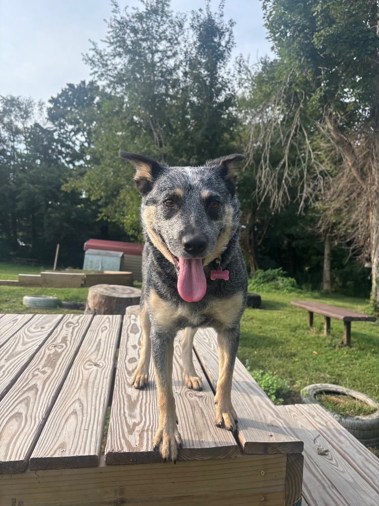 Penny