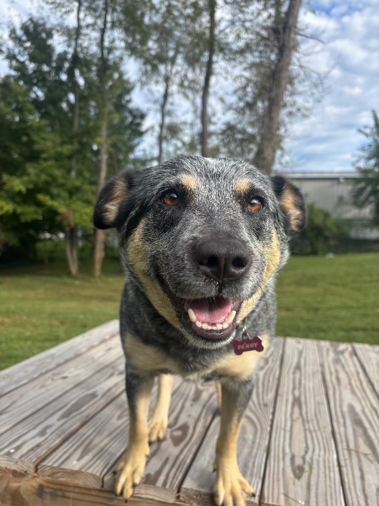 Penny