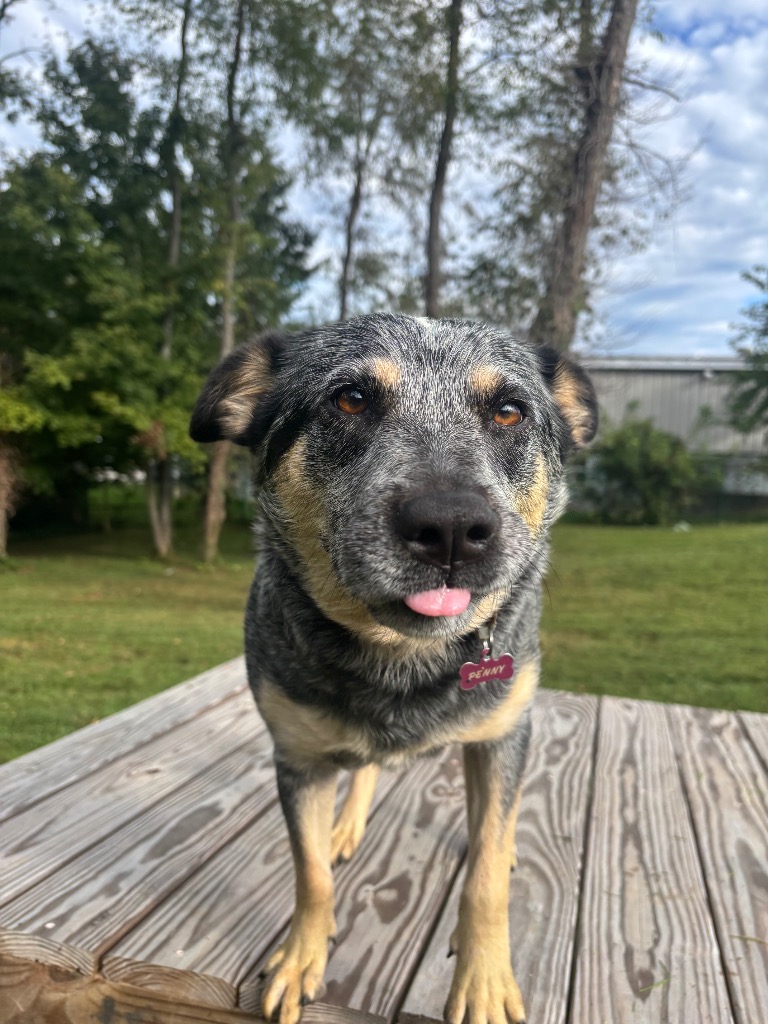 Penny