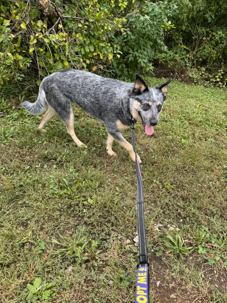 Penny