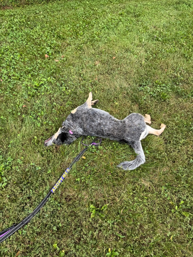 Penny