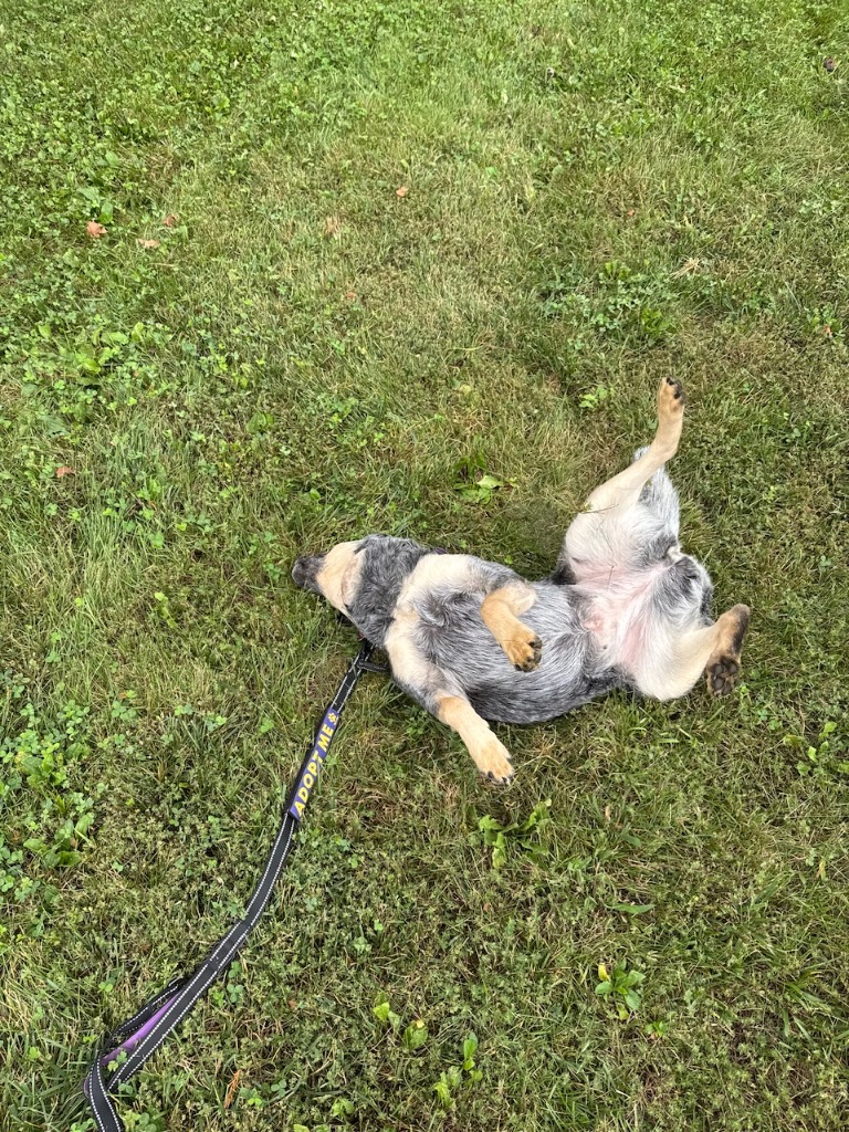 Penny