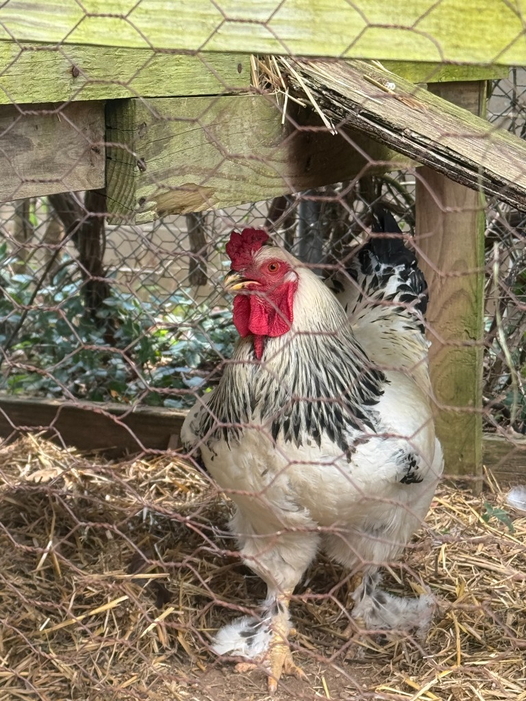 FOGHORN LEGHORN