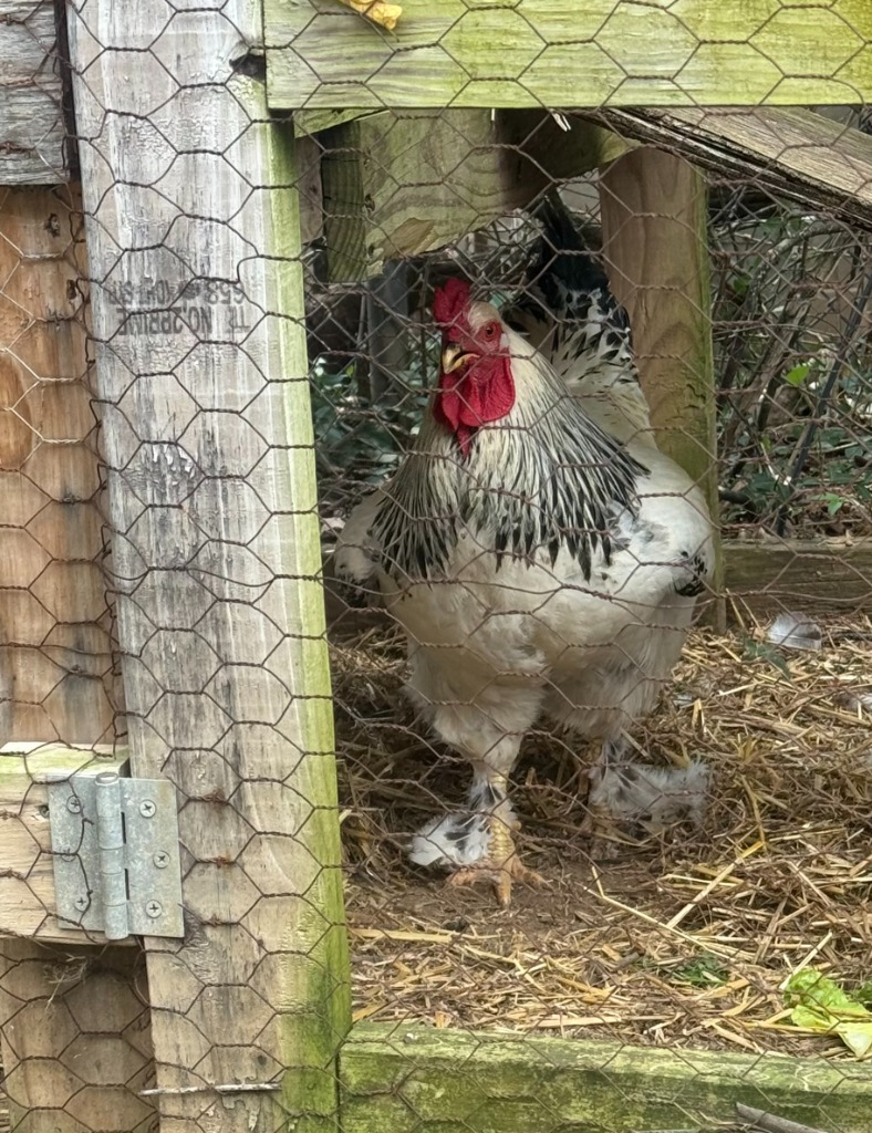 FOGHORN LEGHORN