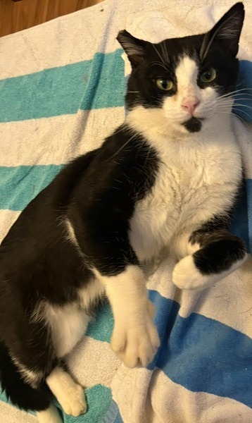 Mr. Cat