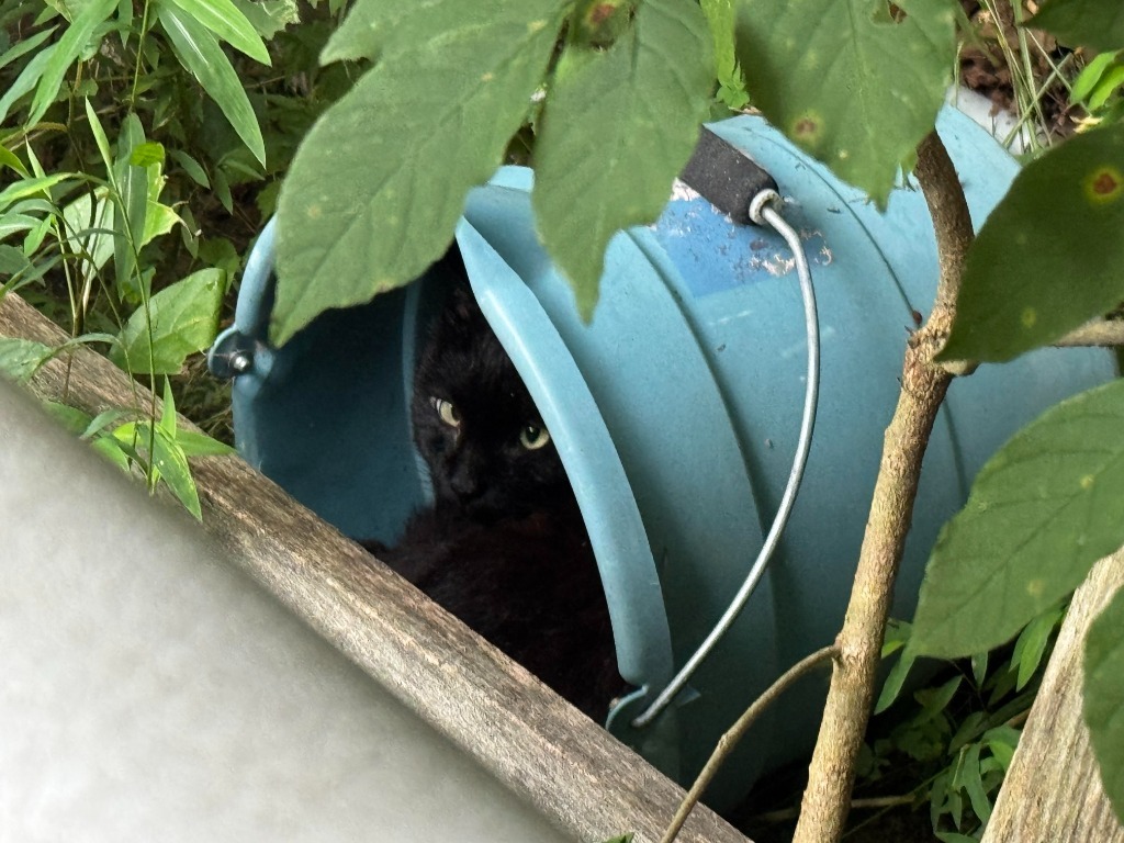 Working Cat: Robin
