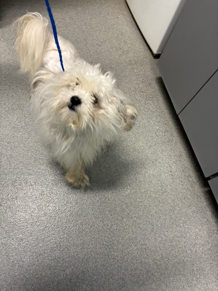 Fizzgig