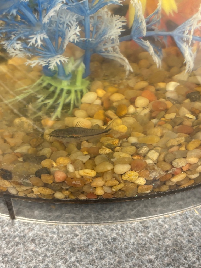 Fish