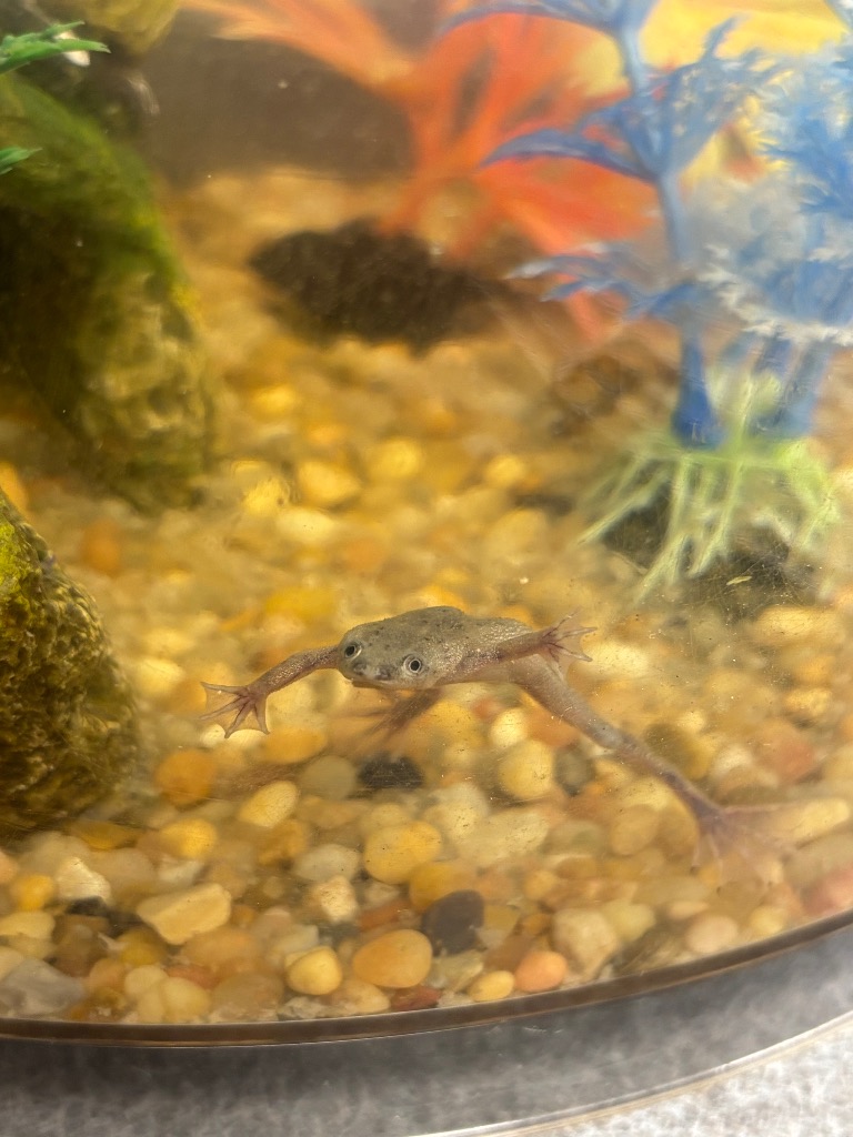Frog