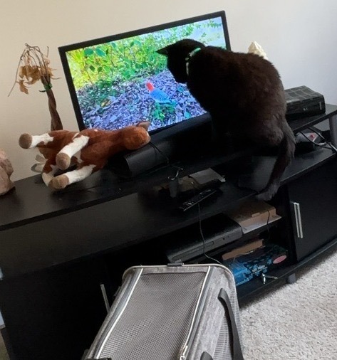 Sam