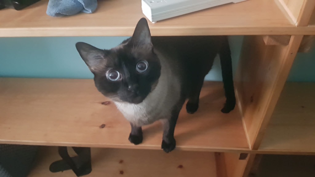 Sam
