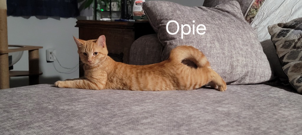 Opie