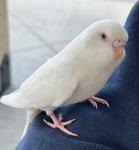 Jessie Eisenbird