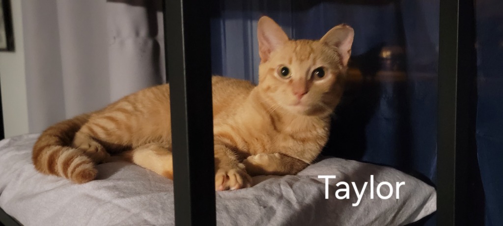 Taylor