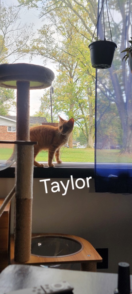 Taylor