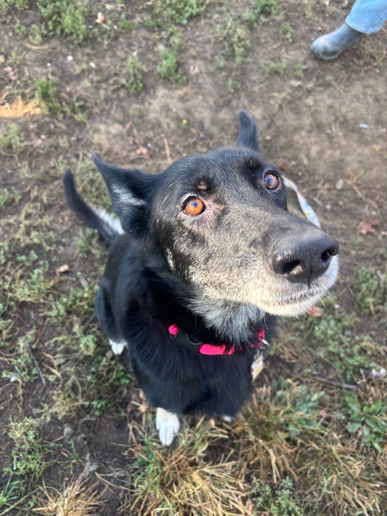 Stella