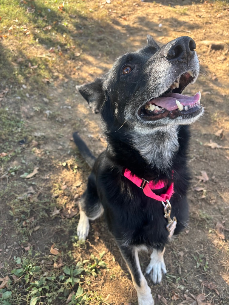 Stella