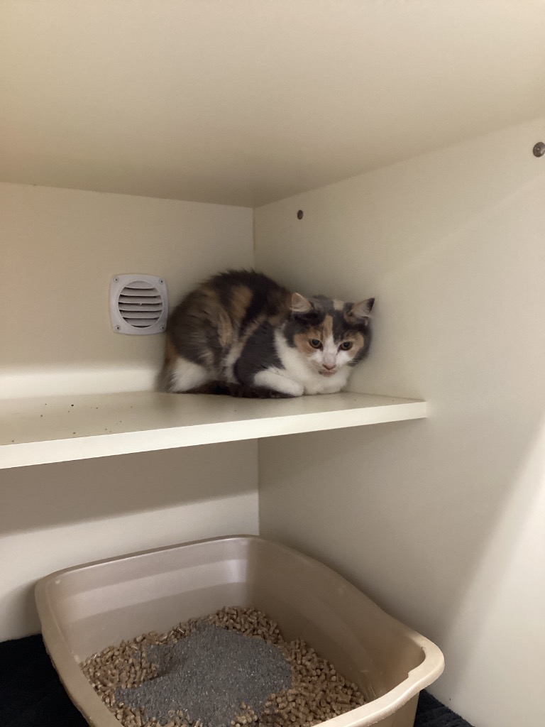 Working Cat: Sissy