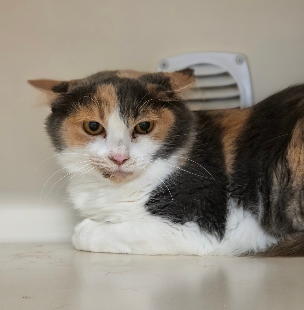 Working Cat: Sissy
