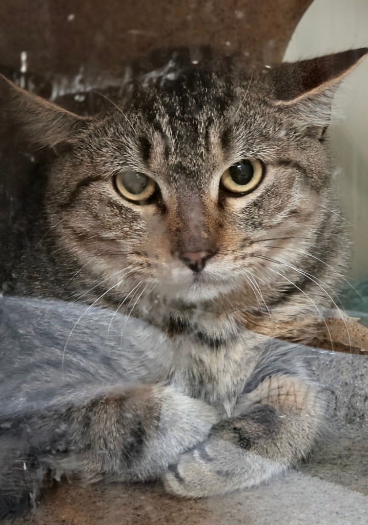 Working Cat: Monday