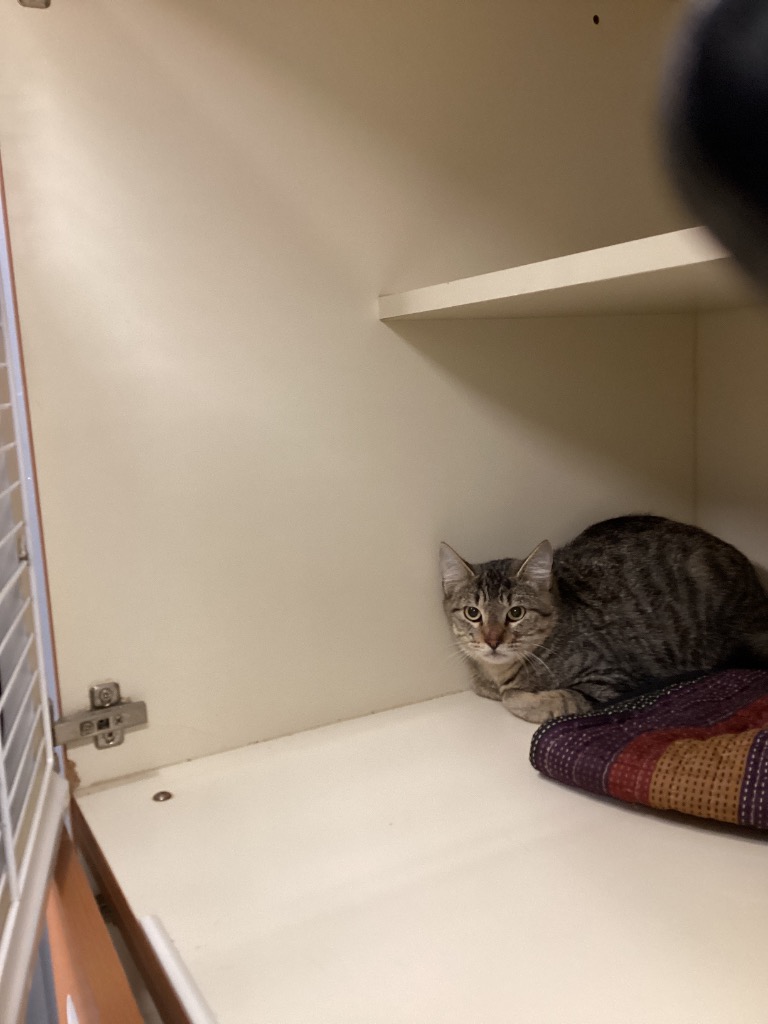 Working Cat: Monday