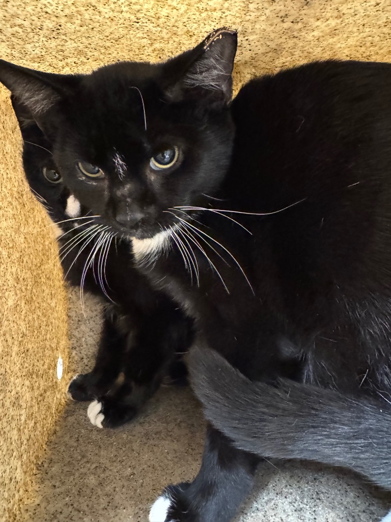Working Cat: Seattle Slew
