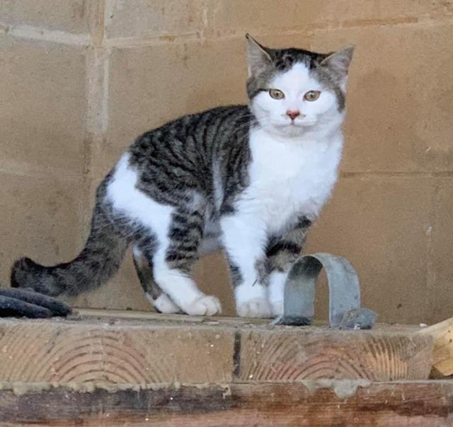 Found Animals City Of Bloomington Indiana