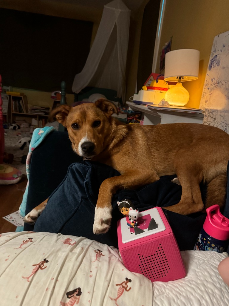 Lost Animal City of Bloomington, Indiana