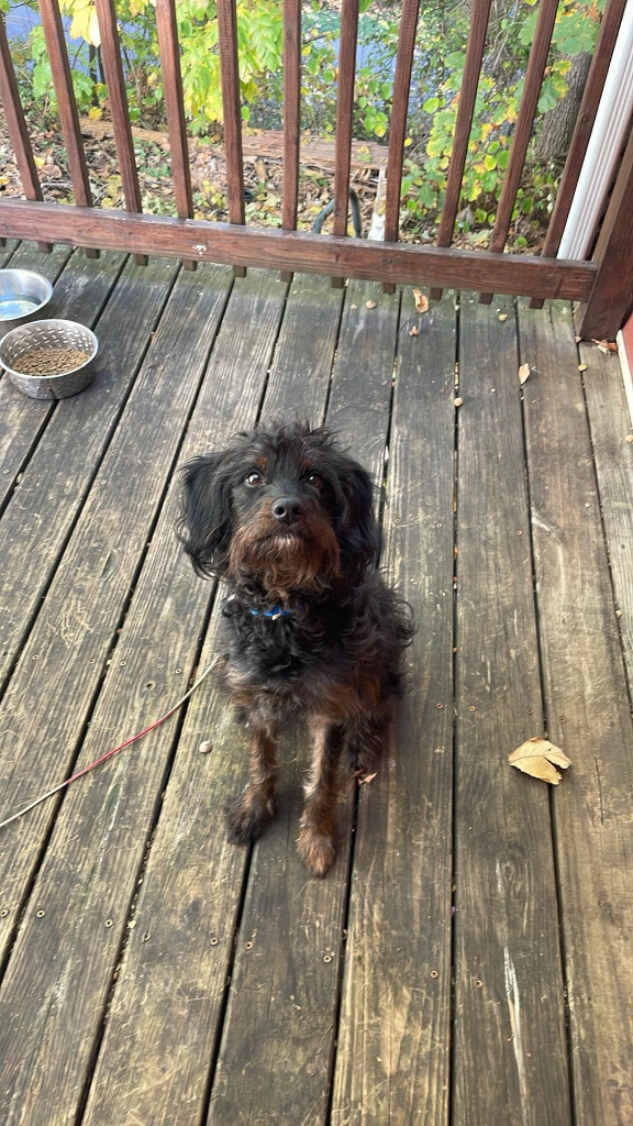 Found Animal City of Bloomington, Indiana