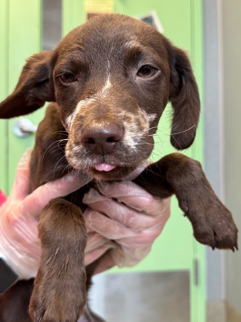 Bloomington Animal Control Fireworks & Pets | City Of Helotes