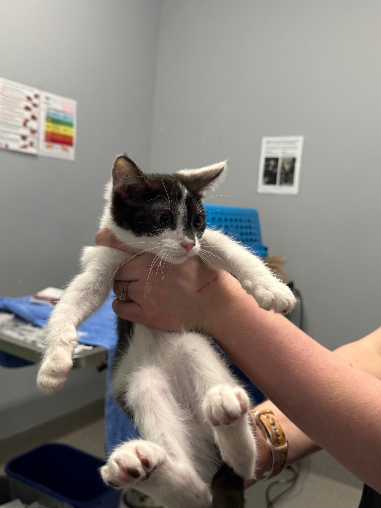 Captain Isaac Higgintoot