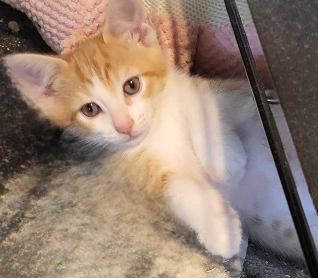 Cheeto