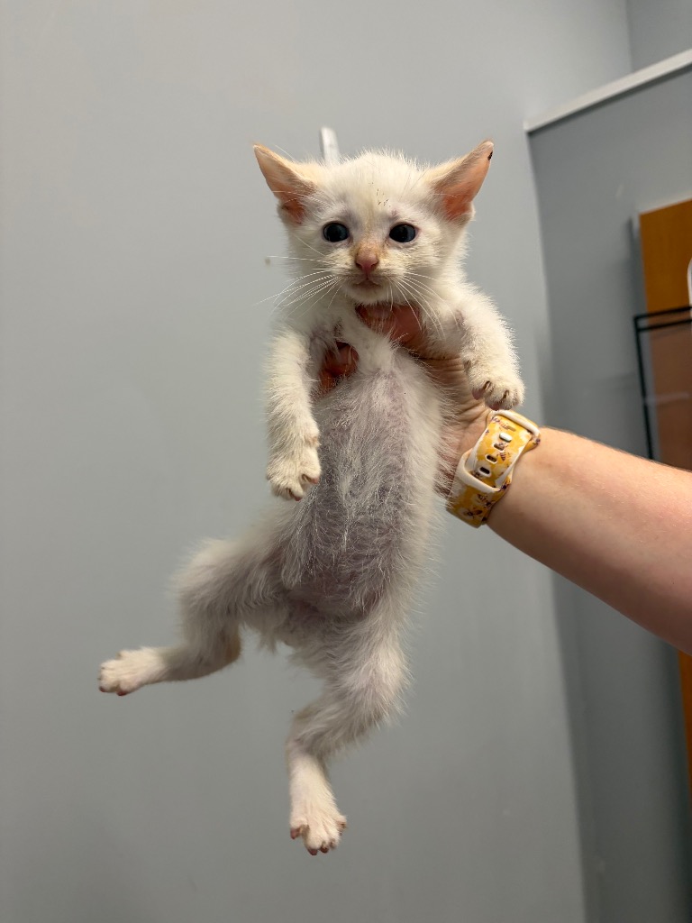 Tom