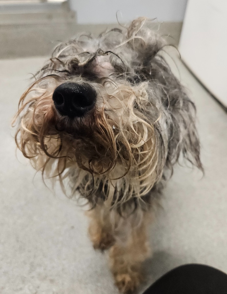 Zoey Schnauzer