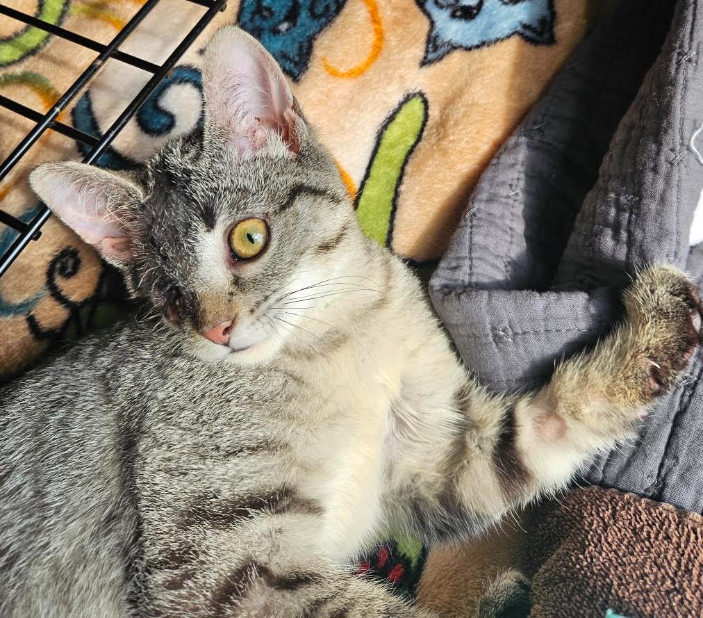 Leela
