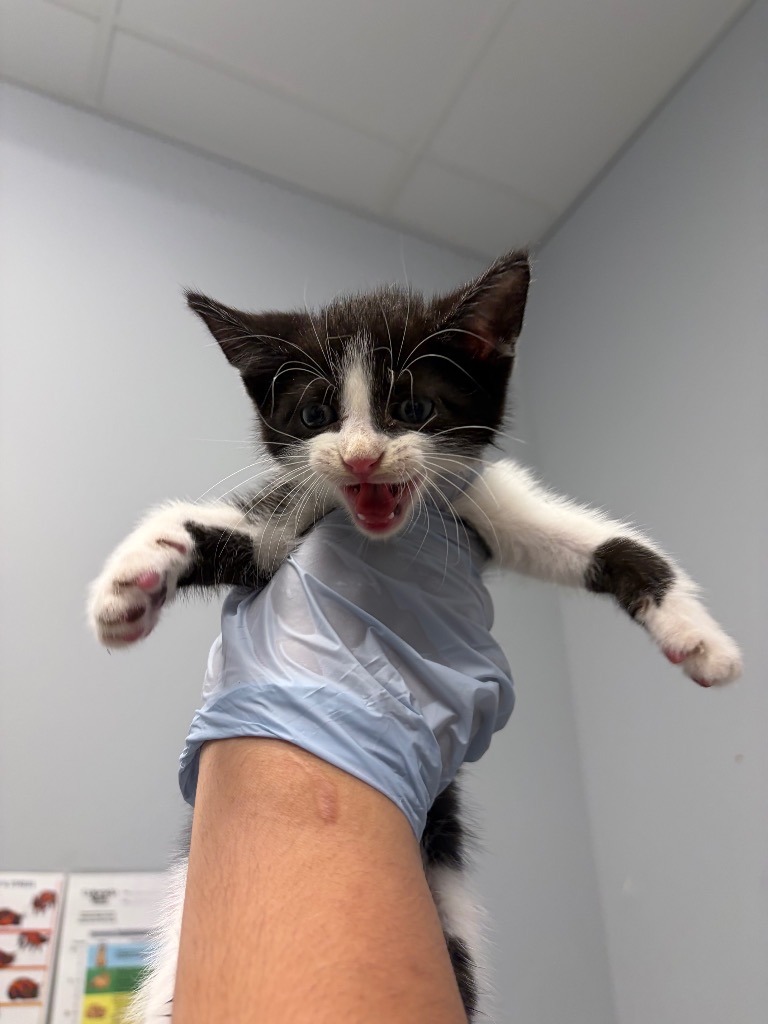 Pavarotti
