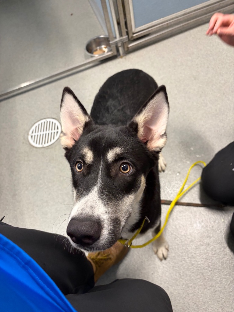 Loki