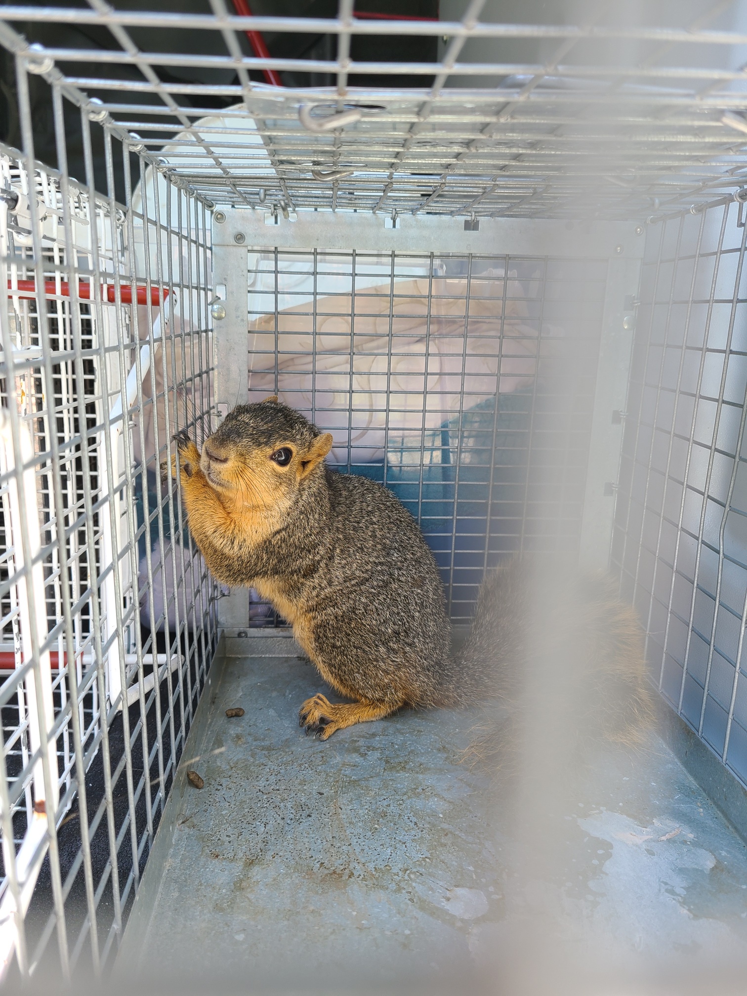 Trapped Squirrel