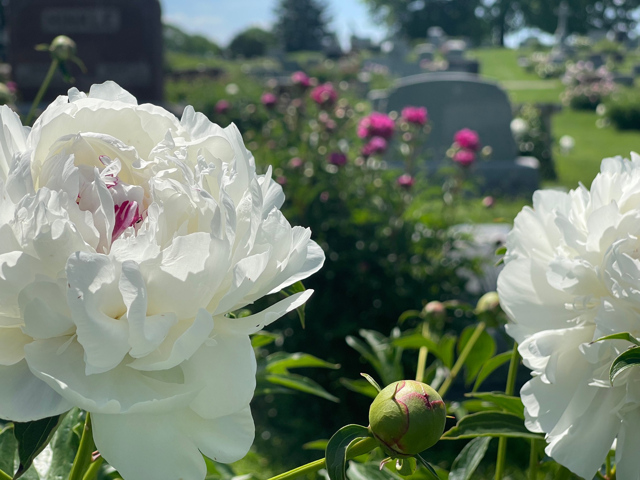 Blooming peonies at Rose Hill