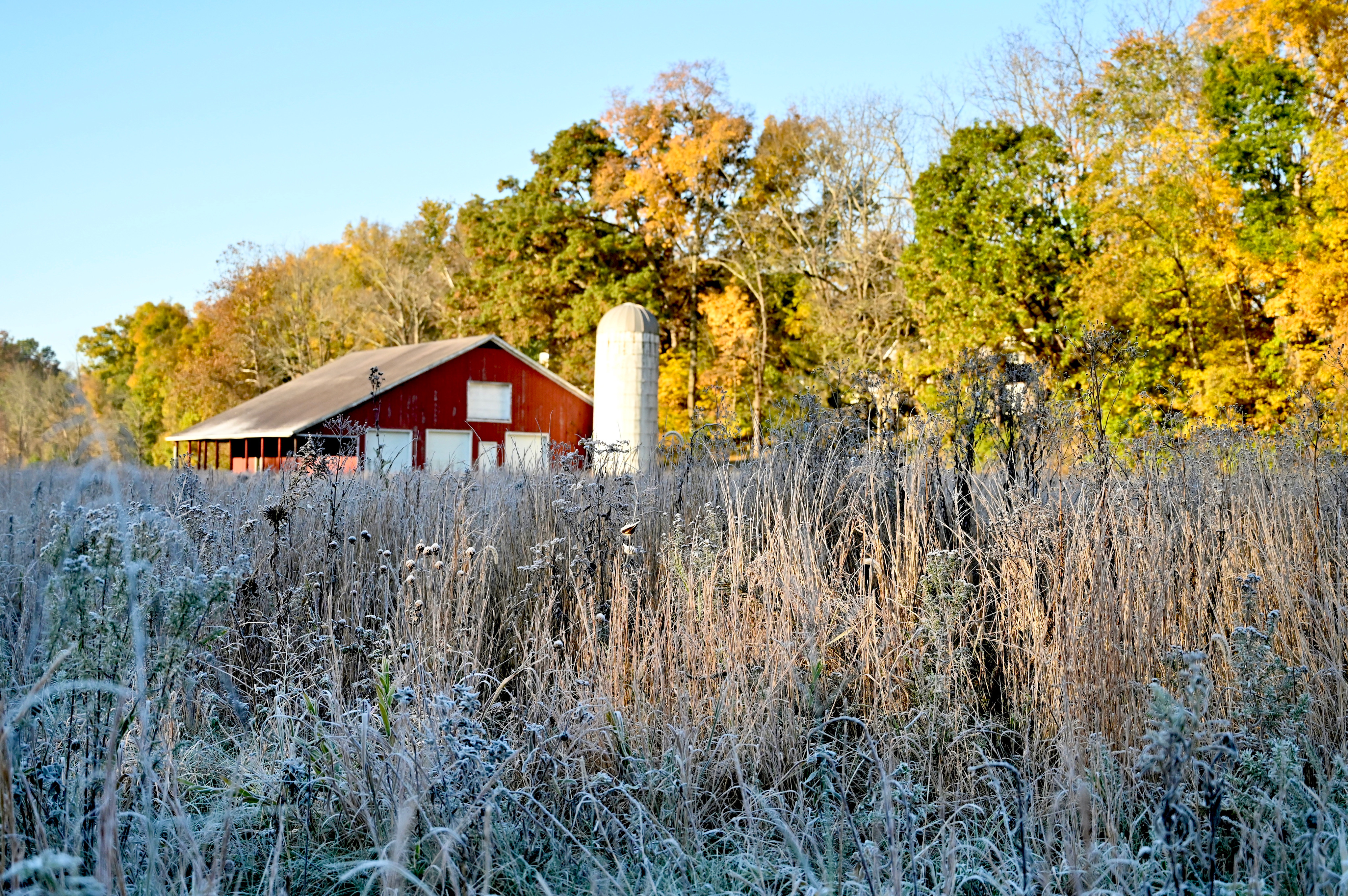 A close up image of prairie plants at Goat Farm Park with a red barn and white silo in the background. 