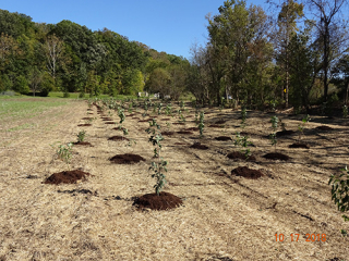 IU Health Bloomington stream mitigation at Ferguson Dog Park involved planting 498 native trees.