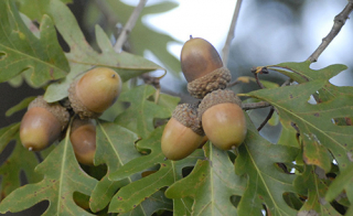 White oak leaves and acorns