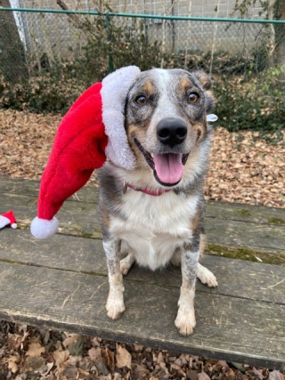 A dog with its tongue out sitting on a gray bench wearing a santa hat.