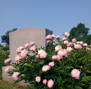 Peonies next to a granite grave marker at Rose Hill Cemetery