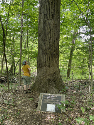 Hiker at Latimer Woods examines a large standing tree