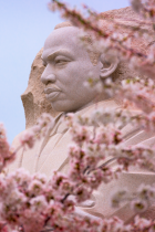 MLK monument with pink cherry blossoms in foreground